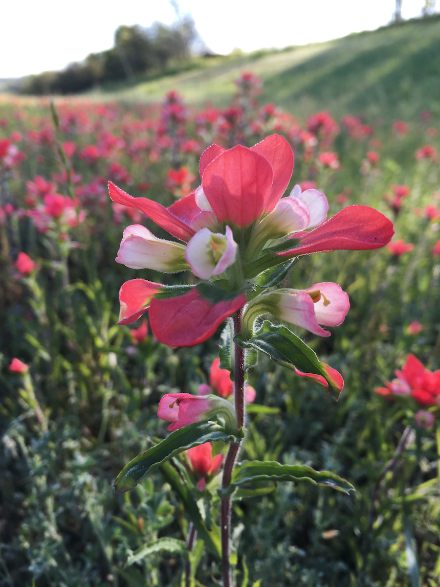 Best Places to See Wildflowers in Texas Talking Texas Travel