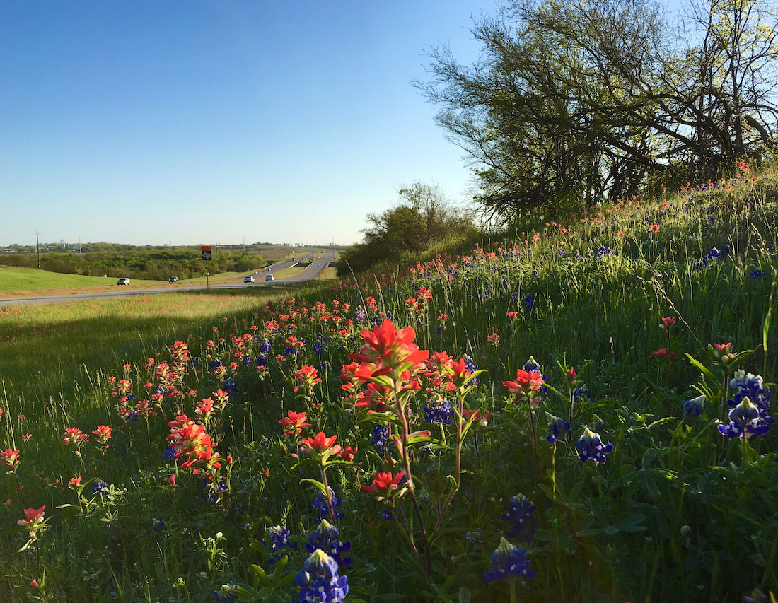 Best Places to See Wildflowers in Texas Talking Texas Travel